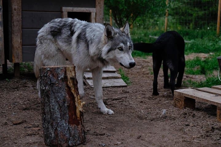 Meet Taivas & the Arctic Wolves: Private Sanctuary Encounter Near Rovaniemi photo 4