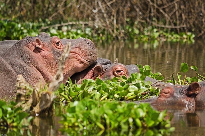 5-Day Best of Kenya Safari: Maasai Mara, Nakuru & Naivasha Wildlife Expedition photo 3