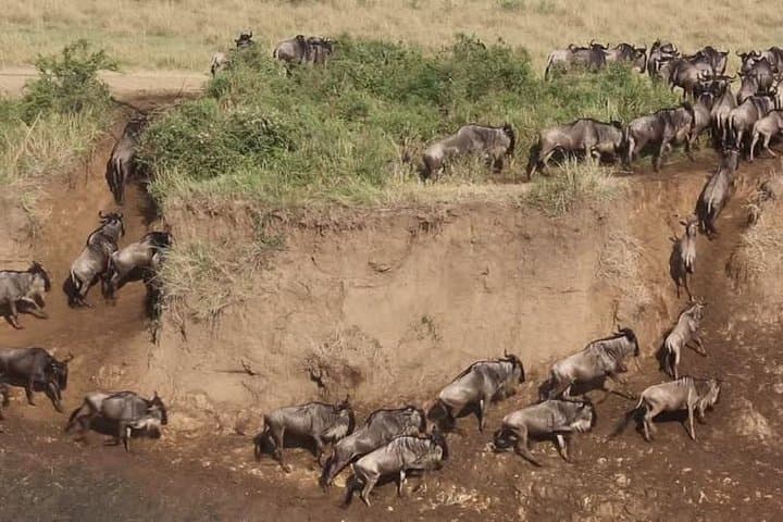 3 Days in Maasai Mara: Best of Kenya Safari Adventure