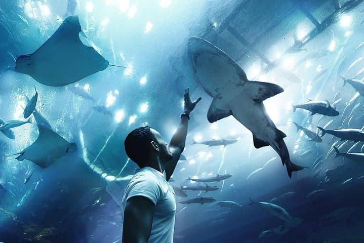 Dubai Frame & Dubai Mall Aquarium Combo: Skyline Views and Underwater Wonders photo 3