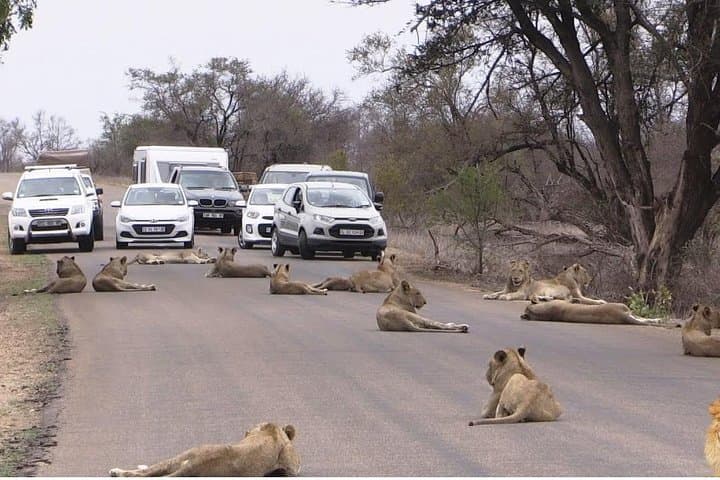 Explore Nairobi National Park: A Half-Day Safari Adventure Near the City photo 2