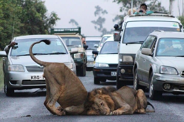 Explore Nairobi National Park: A Half-Day Safari Adventure Near the City photo 1