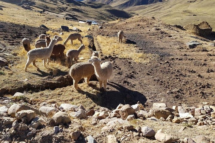 High-Andean Saturday Hikes from Lamay — Panoramas, Alpacas & Colorful Lakes photo 4