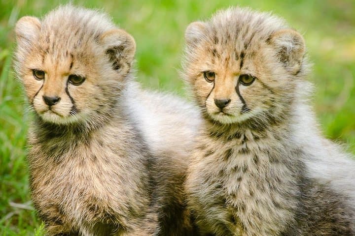 3-Day Masai Mara Safari: Big Five, Wildebeest Migration & Maasai Culture photo 1