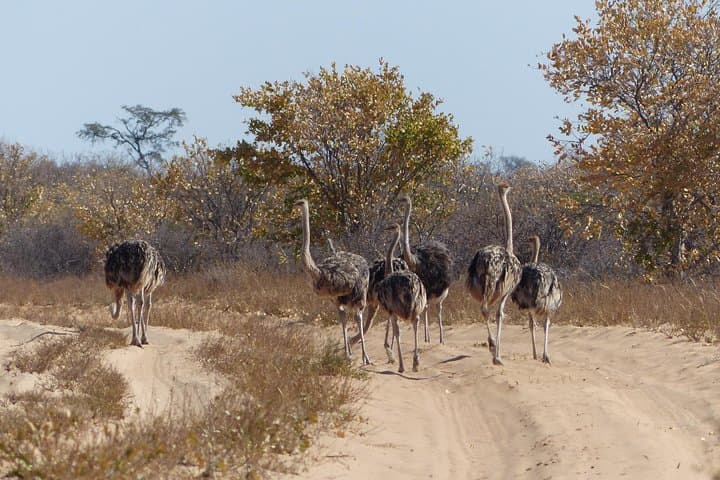 Moremi Day Safari: Okavango Delta Wildlife & Open-Vehicle Game Drive