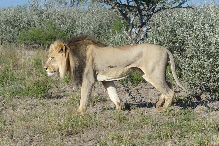 Moremi Day Safari: Okavango Delta Wildlife & Open-Vehicle Game Drive photo 2