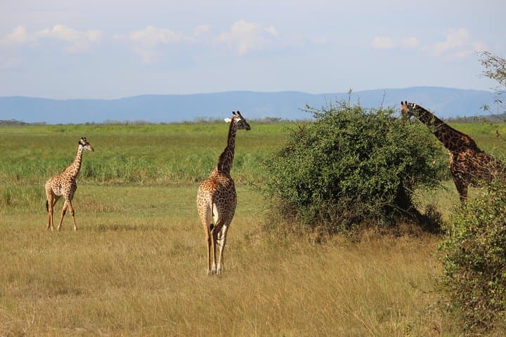 Discover Rwanda in 12 Days: Gorilla Trekking, Akagera Safari & Cultural Routes