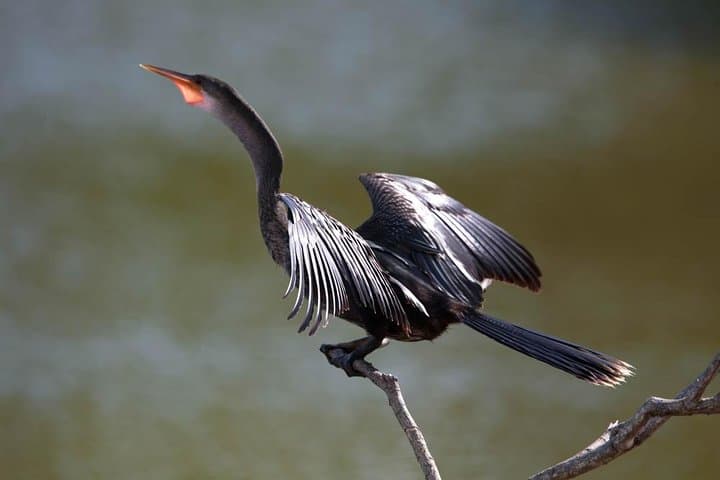 Discover the Rainforest: Guided Walk in Tobago's Main Ridge Forest Reserve photo 4