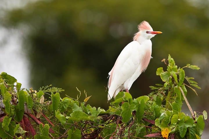 Discover the Rainforest: Guided Walk in Tobago's Main Ridge Forest Reserve photo 5