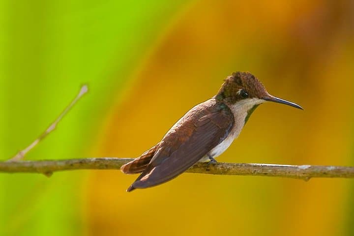 Discover the Rainforest: Guided Walk in Tobago's Main Ridge Forest Reserve photo 6