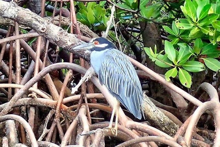 Paddling Fort Lauderdale’s Mangrove Tunnels: Guided Eco Kayak Tour photo 3