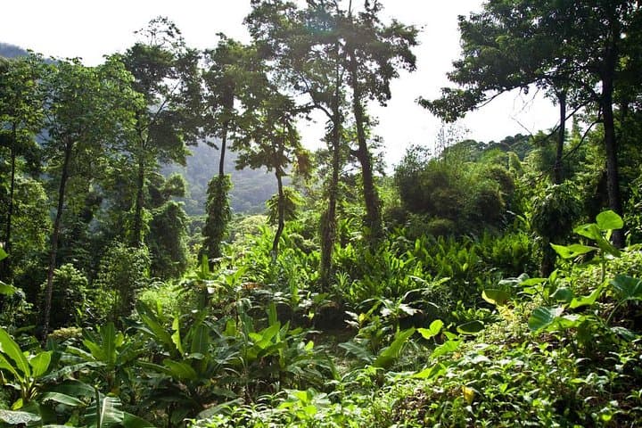 Discover the Rainforest: Guided Walk in Tobago's Main Ridge Forest Reserve photo 3