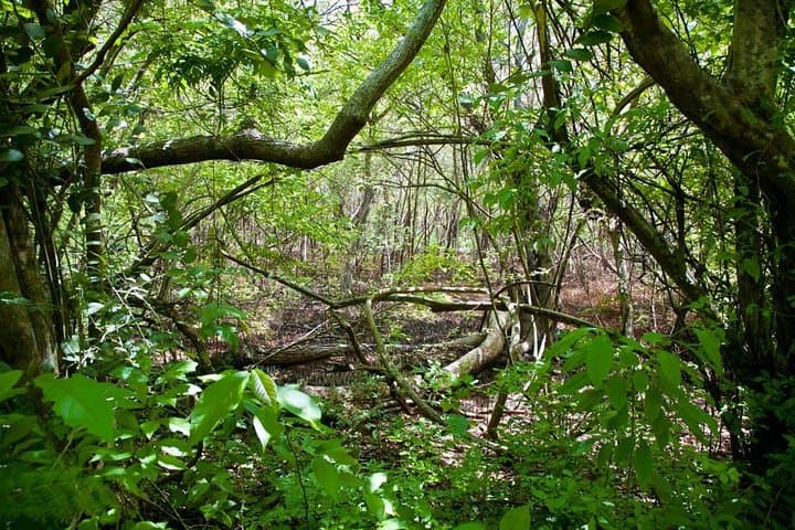 Discover the Rainforest: Guided Walk in Tobago's Main Ridge Forest Reserve photo 2