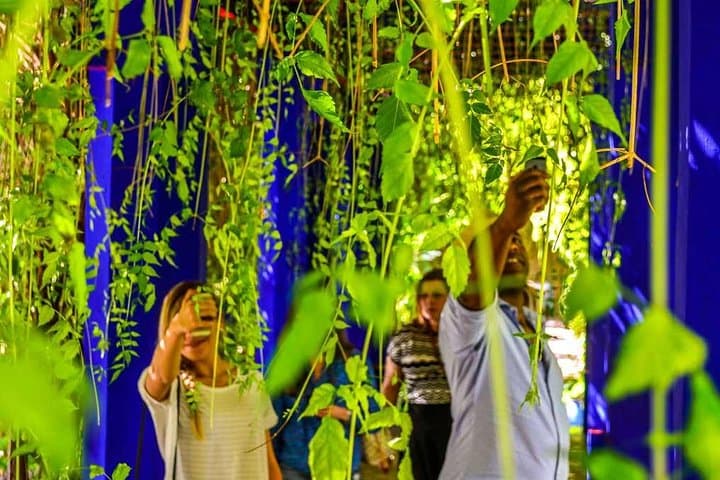 Half-Day Marrakech Highlights: Majorelle Garden, Medina & Bahia Palace