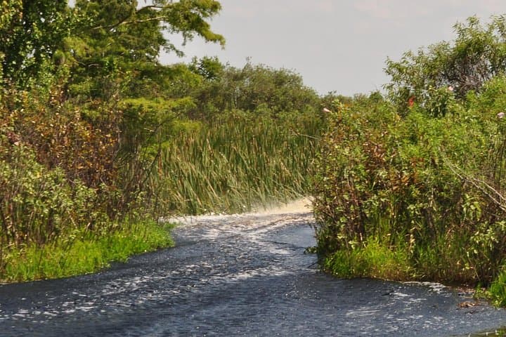 Everglades Airboat Tour from Orlando — 1-Hour Wild Wetlands Ride photo 2