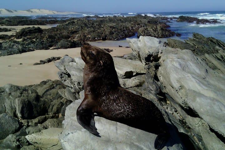 Sardinia Bay Guided Marine Walk: Rock Pools, Dunes & Whale Watching