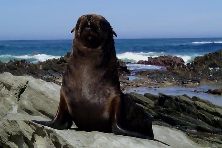 Sardinia Bay Guided Marine Walk: Rock Pools, Dunes & Whale Watching photo 6