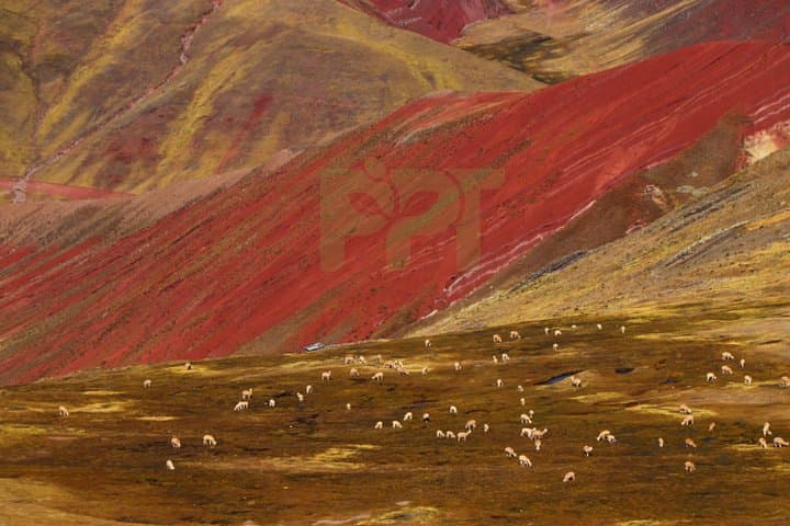 Walking with Alpacas to Palcoyo: A Quieter Rainbow Mountain Near Cusco photo 3