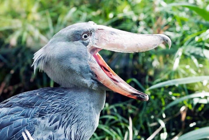Bird Watching in Mosi-oa-Tunya National Park: Guided Half-Day Tour from Livingstone
