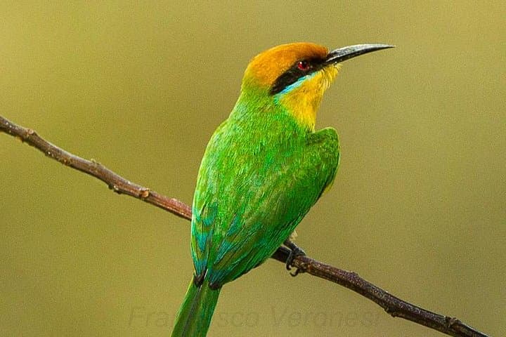 Bird Watching in Mosi-oa-Tunya National Park: Guided Half-Day Tour from Livingstone photo 3