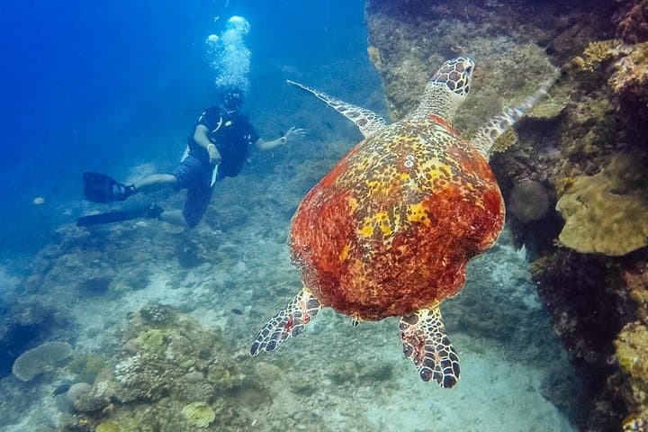 Palawan in 4 Days Puerto Princesa and El Nido Underground River to Big Lagoon photo 4