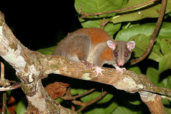 Night Tour with Tracie the Bug Lady — Drake Bay Nocturnal Rainforest Walk photo 2
