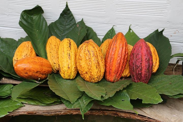 Hands-On Coffee and Cacao Farm Tour from Bogotá — Pick, Roast and Taste photo 2