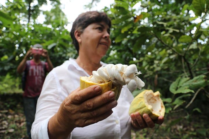 Hands-On Coffee and Cacao Farm Tour from Bogotá — Pick, Roast and Taste photo 3