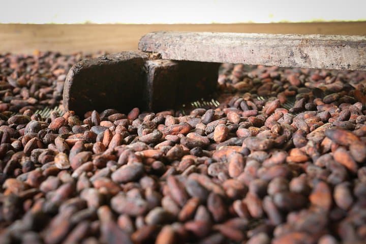 Hands-On Coffee and Cacao Farm Tour from Bogotá — Pick, Roast and Taste photo 1