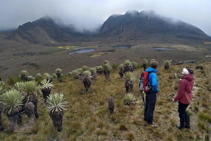 Sumapaz Mountaintop Páramo Trek: High-Altitude 3-Hour Hike from Bogotá