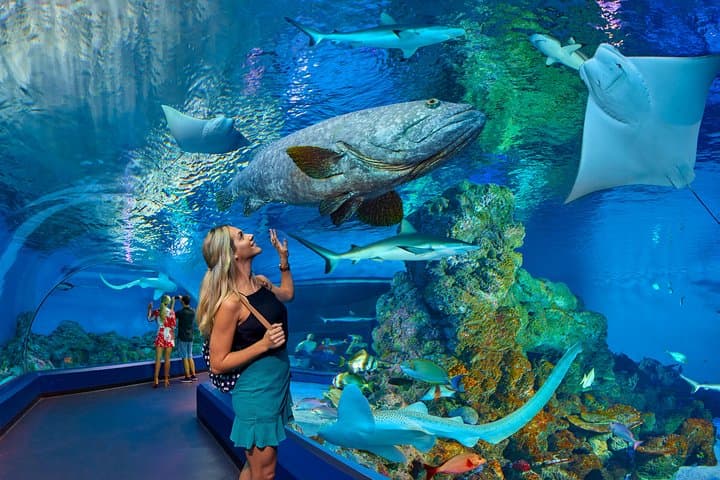Explore Cairns Aquarium: Rainforest-to-Reef Encounters in Tropical North Queensland