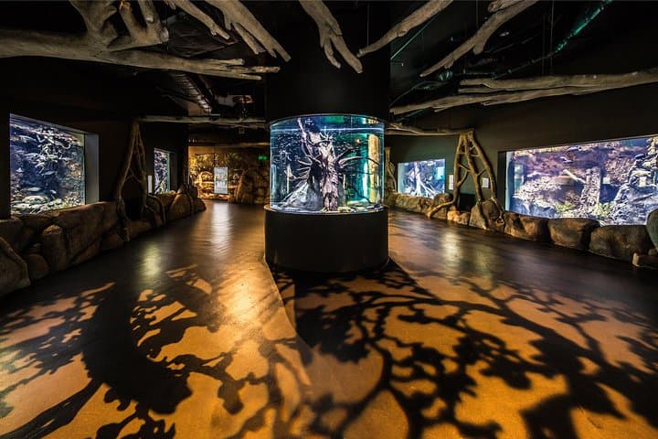 Explore Cairns Aquarium: Rainforest-to-Reef Encounters in Tropical North Queensland photo 3