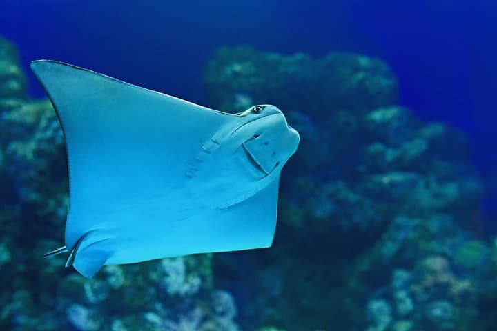 Explore Cairns Aquarium: Rainforest-to-Reef Encounters in Tropical North Queensland photo 5