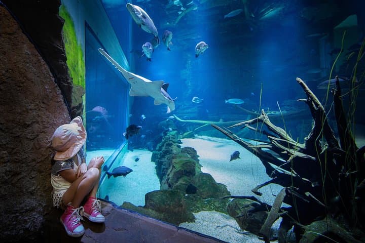 Explore Cairns Aquarium: Rainforest-to-Reef Encounters in Tropical North Queensland photo 6