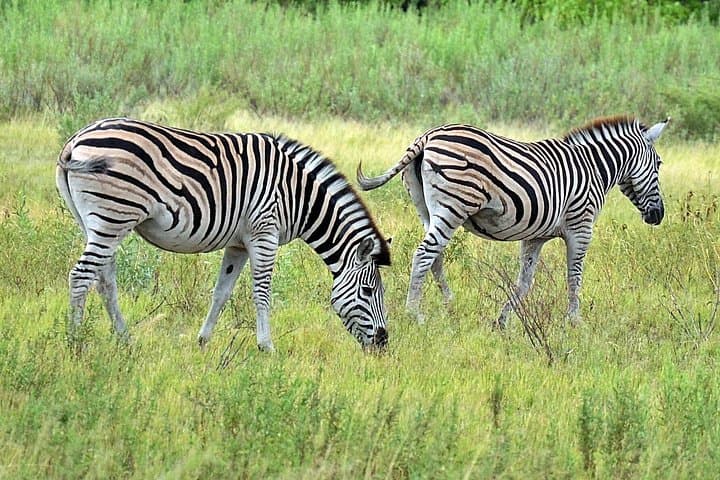 Chobe Full-Day Safari from Victoria Falls: Game Drives & Chobe River Cruise photo 3