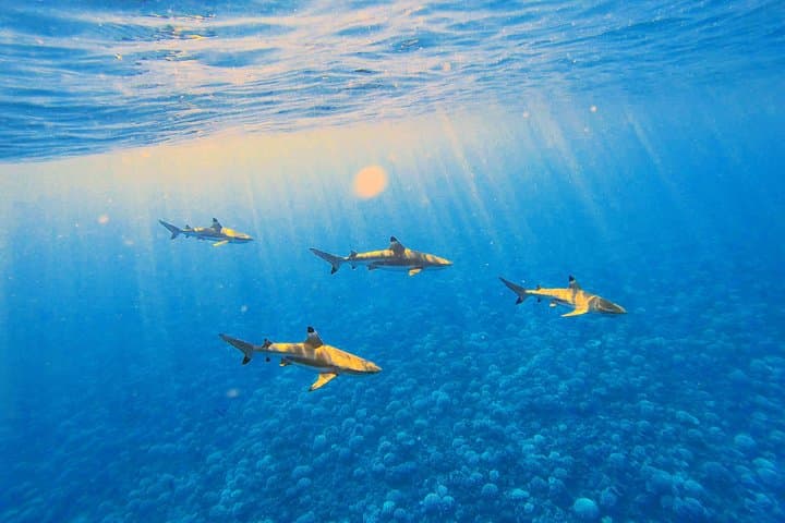 Moorea Lagoon Tour: Swim with Turtles, Rays & Blacktip Sharks photo 3