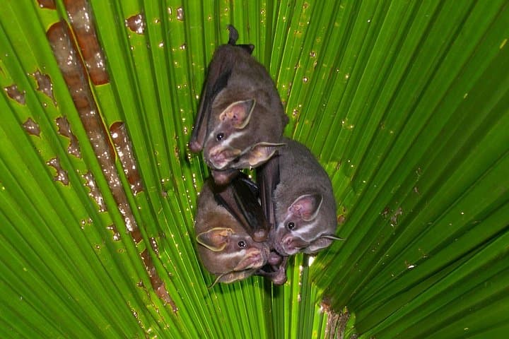 Night Tour with Tracie the Bug Lady — Drake Bay Nocturnal Rainforest Walk photo 4