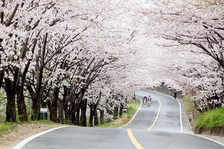 Exploring South Korea in 7 Days: A Small-Group Journey Through Seoul, Busan, Gyeongju, and Jeju photo 4