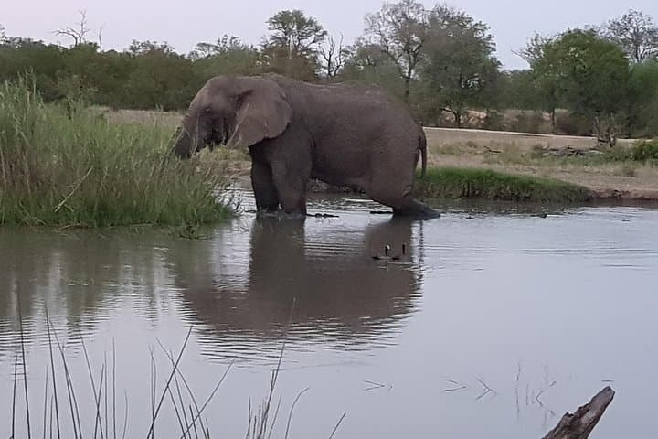 Kruger Morning Game Drive from Hazyview — Sunrise Big Five Safari photo 3