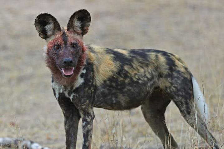 Kruger Morning Game Drive from Hazyview — Sunrise Big Five Safari photo 5