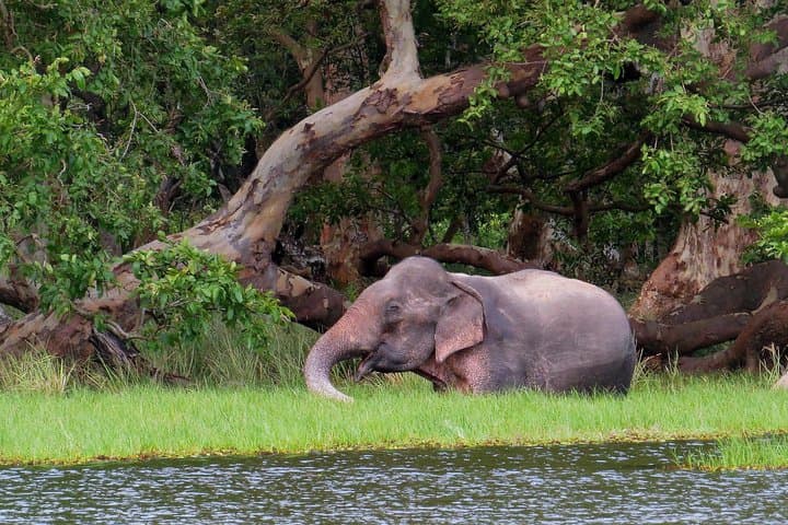 Wilpattu National Park Private 4x4 Safari — Skip-the-Line Entrance photo 4