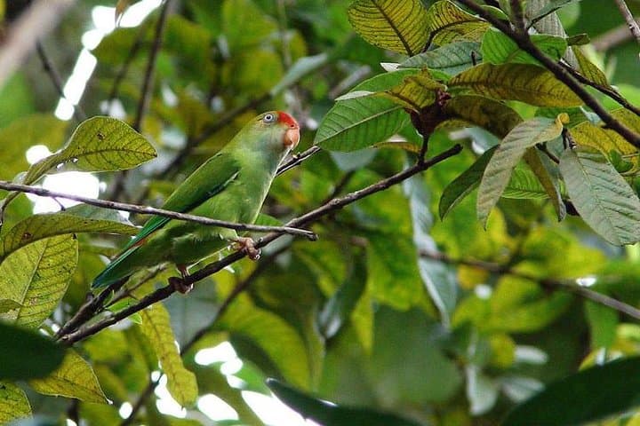 Sinharaja Rainforest Birding: 1-Day Guided Tour with Expert Ornithologists photo 2