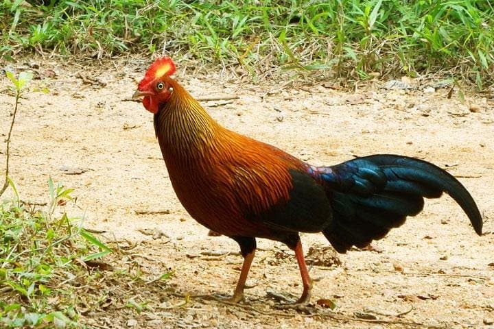 Sinharaja Rainforest Birding: 1-Day Guided Tour with Expert Ornithologists photo 3