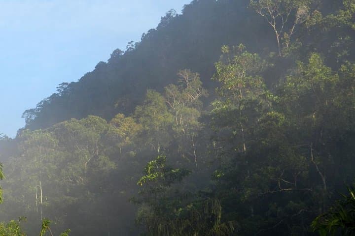Sinharaja Rainforest Birding: 1-Day Guided Tour with Expert Ornithologists photo 4