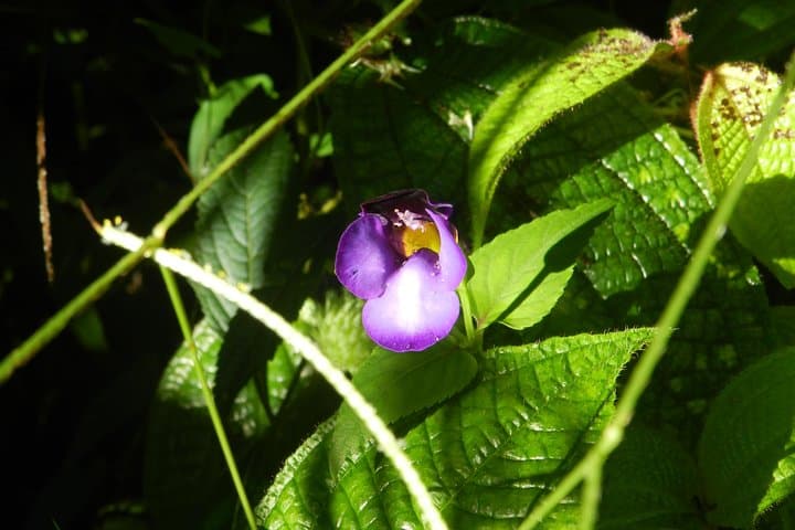 Sinharaja Rainforest Birding: 1-Day Guided Tour with Expert Ornithologists photo 5