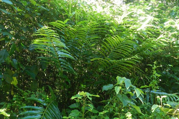 Sinharaja Rainforest Birding: 1-Day Guided Tour with Expert Ornithologists photo 6