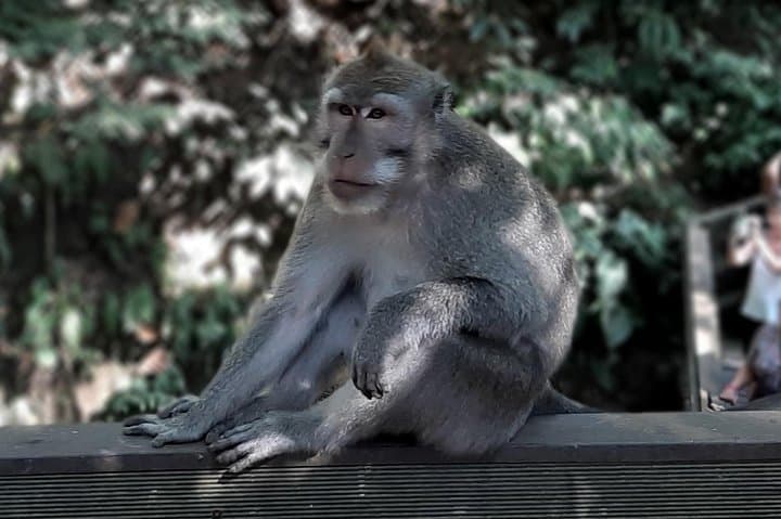 Best of Ubud: Full-Day Private Tour to Waterfall, Temple, Coffee & Rice Terraces photo 2