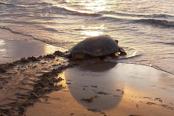 Turtle Nesting Night Tour in Tamarindo — Guided Sea Turtle Watching in Guanacaste