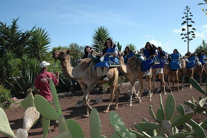 Camel Riding at El Tanque: Short Farm Trail Ride and Coastal Views in Tenerife photo 3
