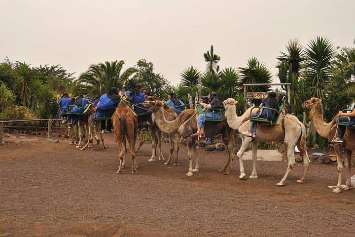 Camel Riding at El Tanque: Short Farm Trail Ride and Coastal Views in Tenerife photo 4